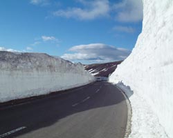 志賀草津高原ルート雪の回廊